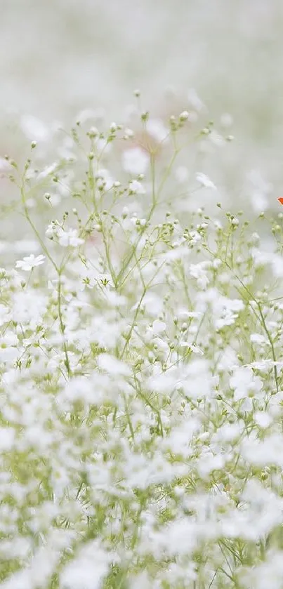 Minimalist wallpaper with white flowers and a red poppy.