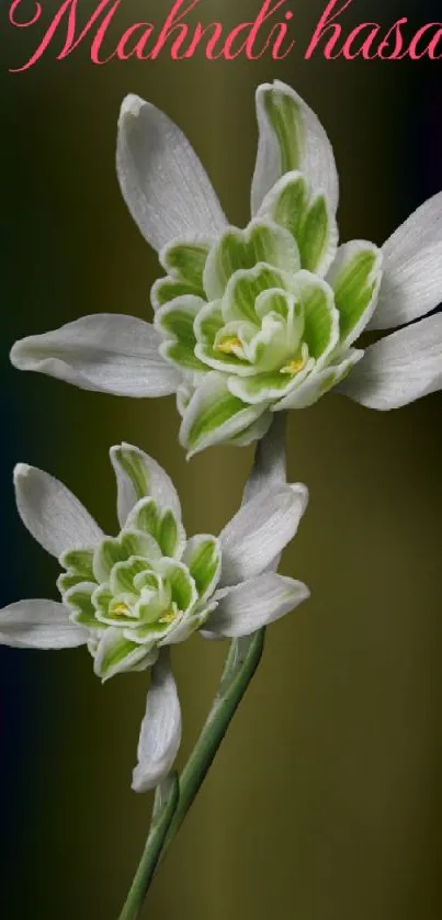 Elegant mobile wallpaper with white and green flowers on a dark background.