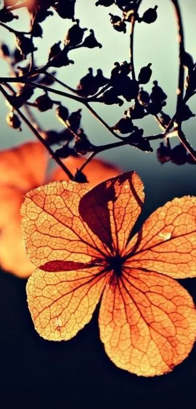 Close-up of an orange flower with a dark, elegant background for mobile screens.