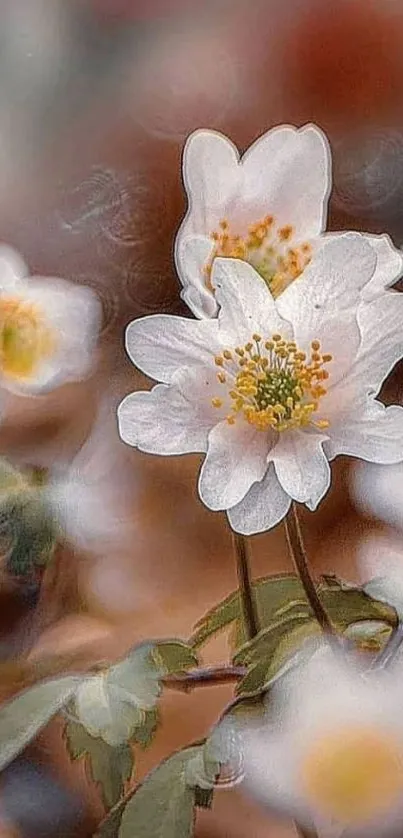 Elegant white flowers on a soft brown background.