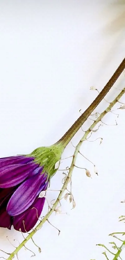 Mobile wallpaper with a purple flower on a white background.