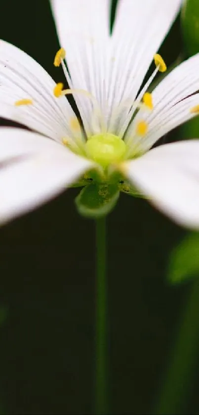 Close-up of a white flower with green stem against a dark background.