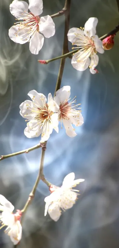 Delicate white blossoms on a branch with a serene blue background.