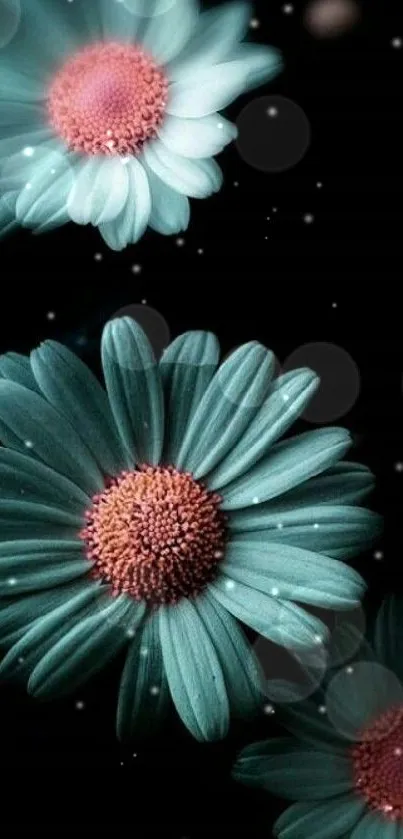 Elegant teal daisies on black background.