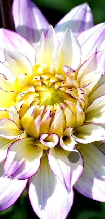 A stunning dahlia flower with white and purple petals against a green background.