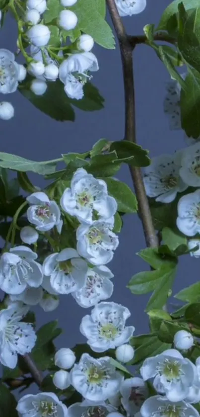 Elegant white flowers on a dark blue background