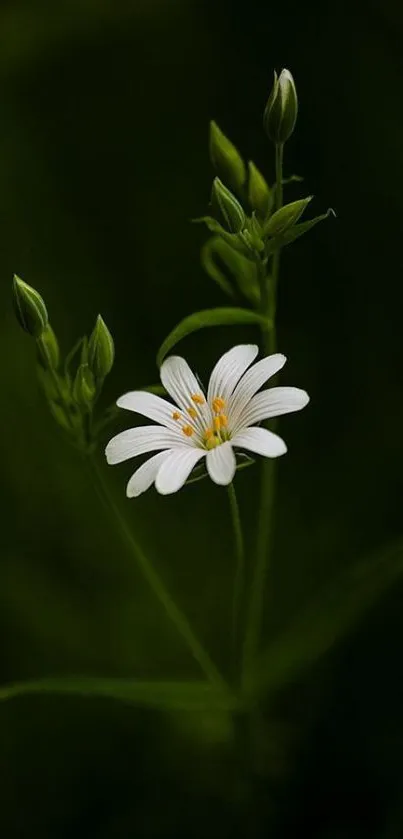 Delicate white flower on a dark green background, perfect for mobile wallpaper.