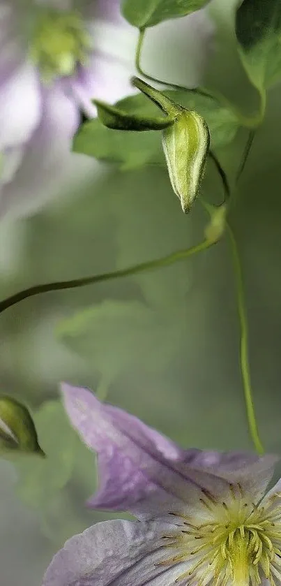 Delicate purple flowers with green leaves on a mobile wallpaper background.