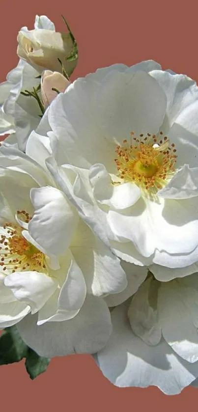 White roses on brown background mobile wallpaper.