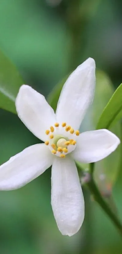 White flower with green leaves wallpaper.