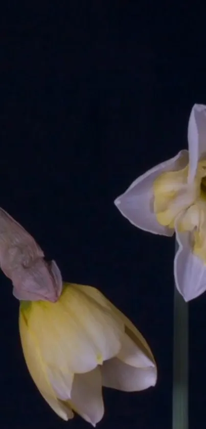 Close-up of daffodils on dark blue background.