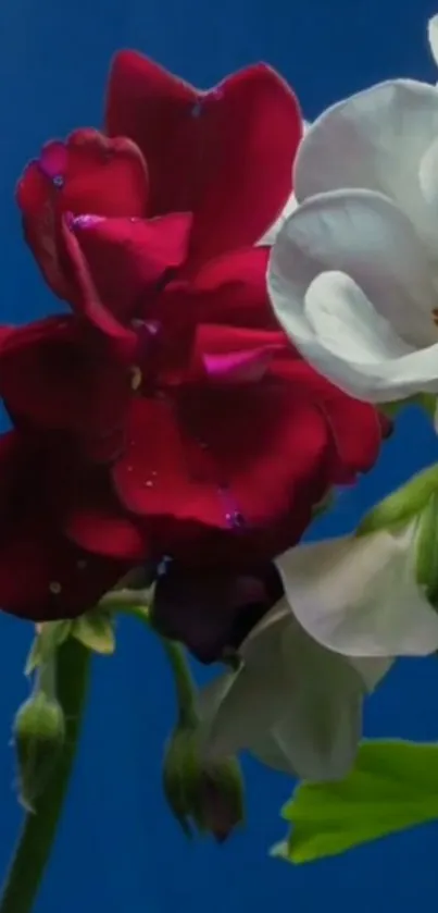 Red and white flowers with a blue background on mobile wallpaper.