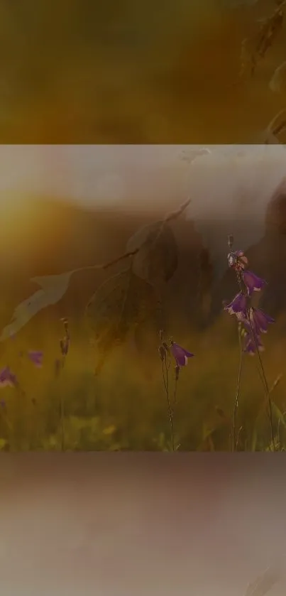 Purple flowers at sunset in a golden field.