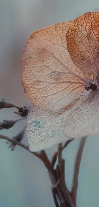 Elegant dried flower close-up on wallpaper.