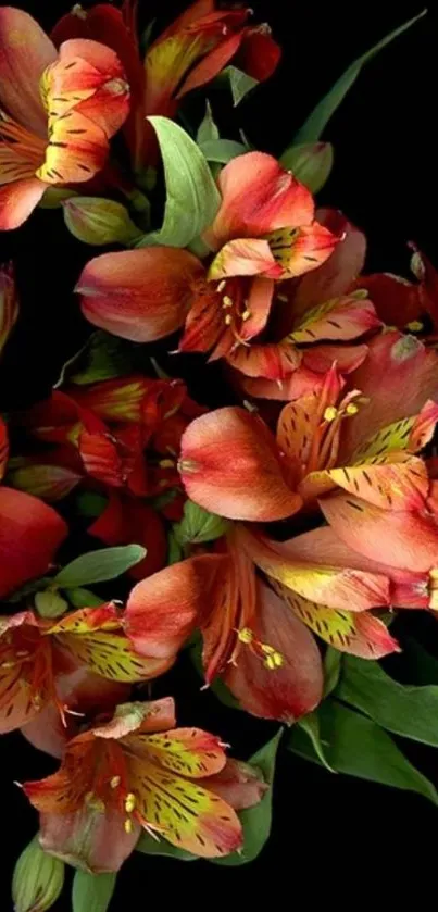 Red and orange flowers on black background mobile wallpaper.