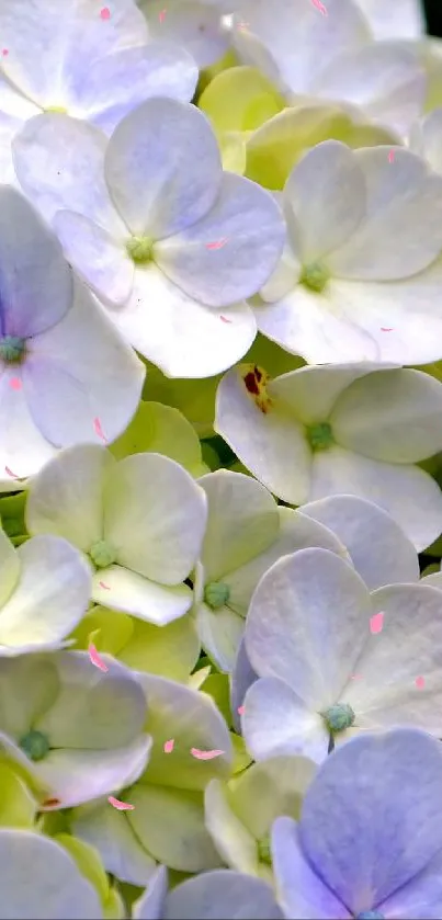 Close-up of pastel hydrangeas in full bloom.