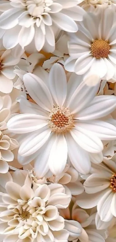 White daisies on a rustic background mobile wallpaper.