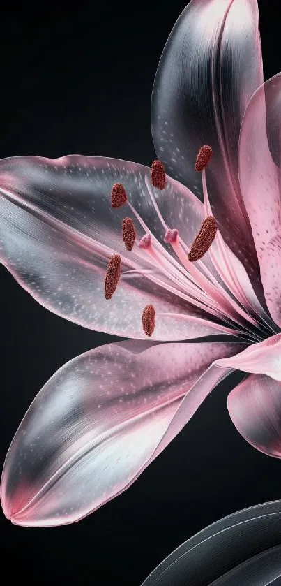 Delicate pink lily on black background wallpaper.