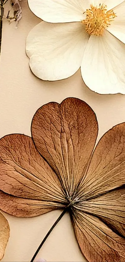 Elegant dried flowers and white petals on mobile wallpaper.