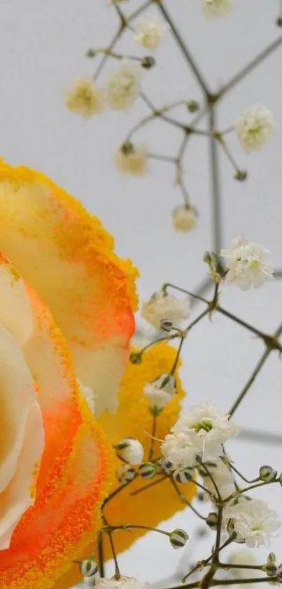 Yellow rose with delicate baby's breath on a soft background.