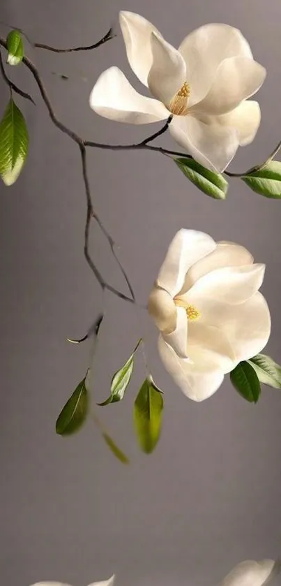 Elegant white flowers with green leaves on a gray background.