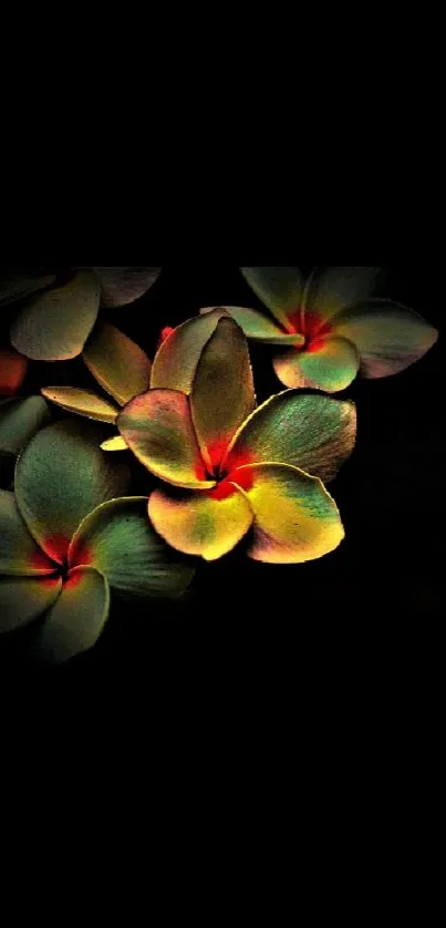 Elegant floral wallpaper with glowing plumeria on black background.