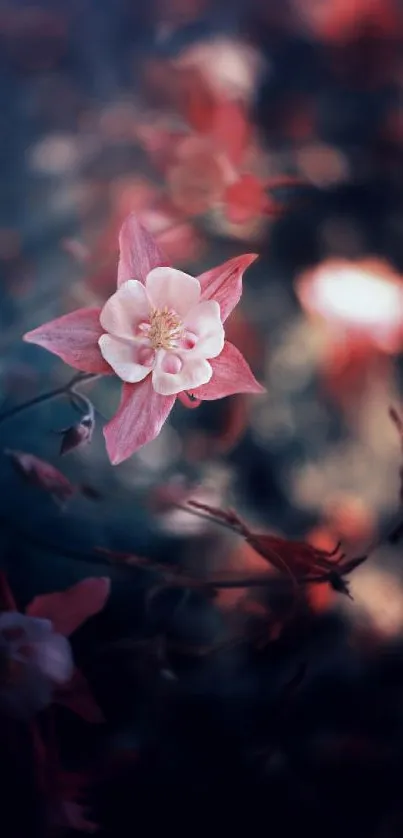 Delicate pink flower against a dreamy dark background.