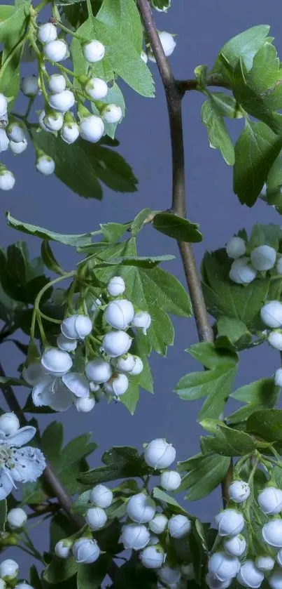 Elegant white flowers and green leaves on a blue background.