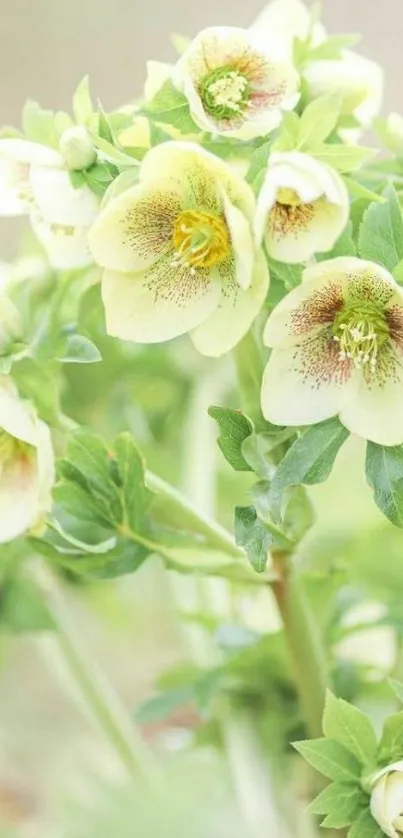 Creamy white flowers with green leaves in lush setting.