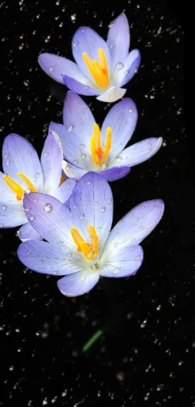 Purple flowers with raindrops against a starry black background.