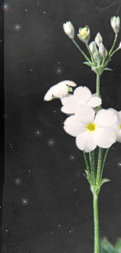 White flowers against a dark, starry night wallpaper background.