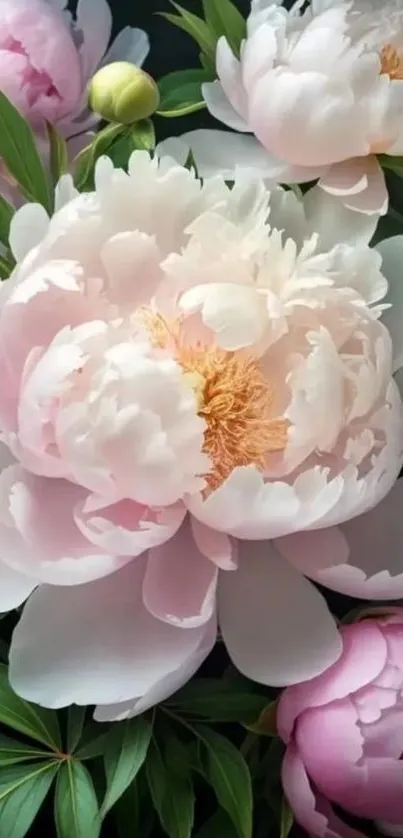 Mobile wallpaper featuring elegant peonies and lush green leaves.