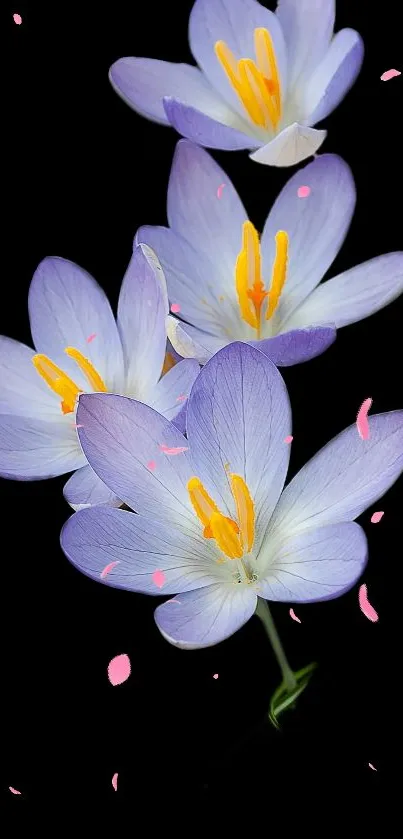 Elegant purple flowers with yellow centers on black background.