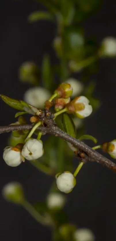 Elegant white blossoms on dark background.