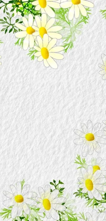 Mobile wallpaper featuring daisies and greenery on a white textured background.