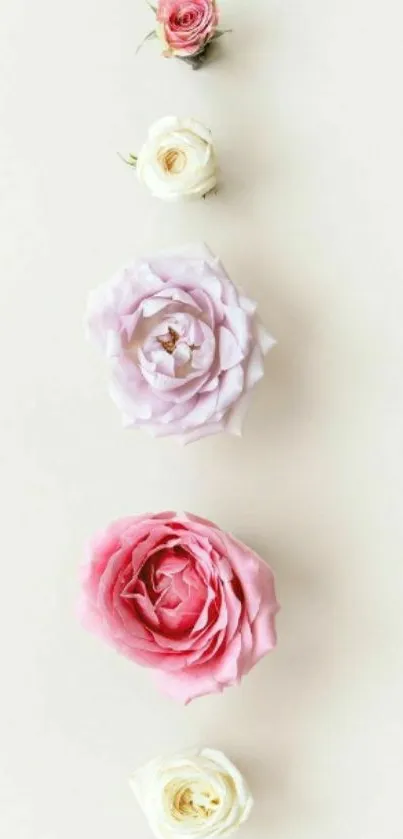 Elegant mobile wallpaper with delicate roses on a soft background.