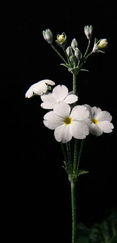 Elegant white flowers on a dark background create a serene phone wallpaper.