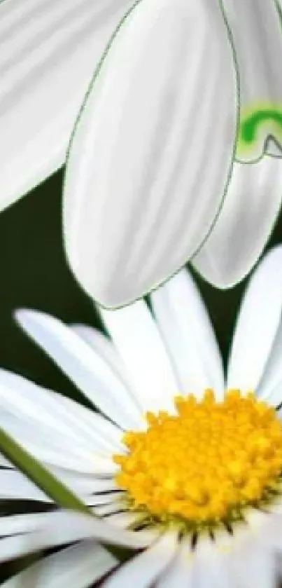 Close-up of white daisies with a vibrant yellow center and green accents.