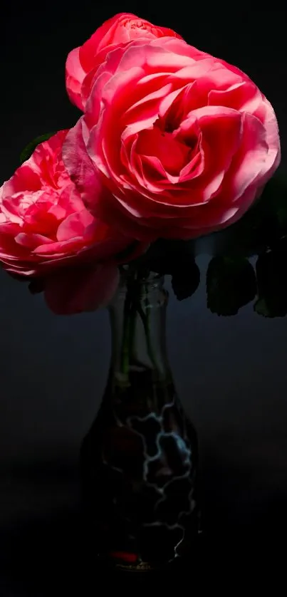 Elegant pink rose with dark background in a vase.