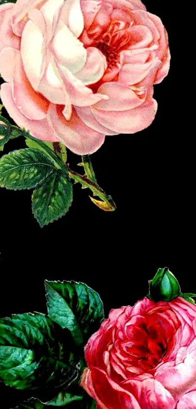 Elegant roses on a black background wallpaper.