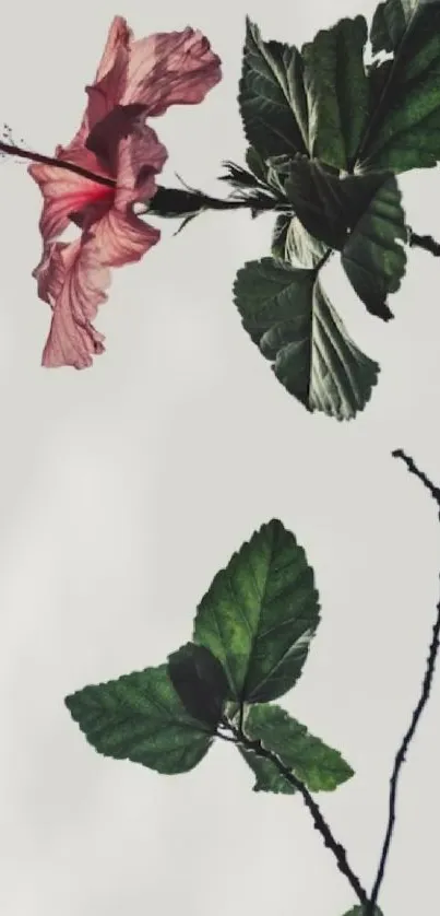 Elegant floral wallpaper with pink hibiscus and green leaves on a white background.