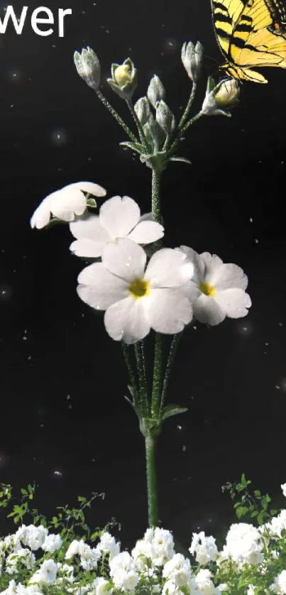 Delicate white flowers with butterfly on a dark background, elegant phone wallpaper.