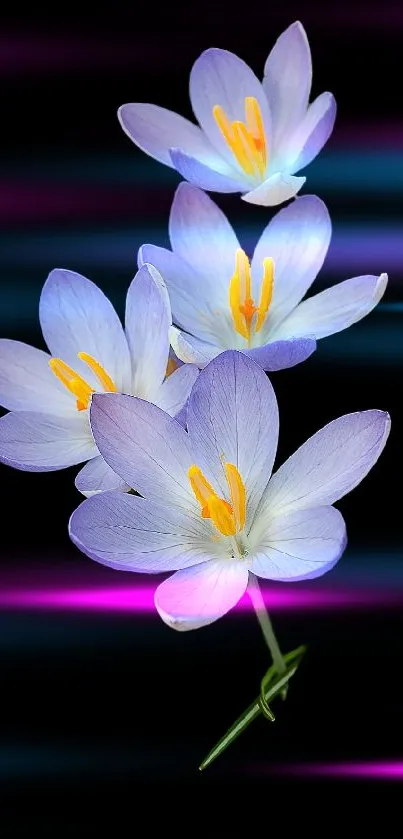 Purple flowers on a black background wallpaper.