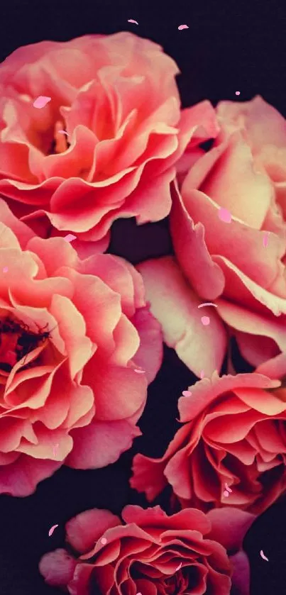 Elegant pink roses on a dark background with scattered petals.