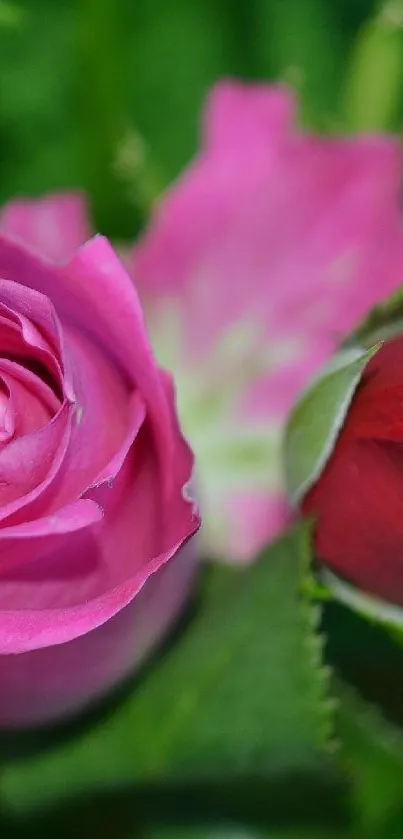 Pink and red roses with lush green leaves.