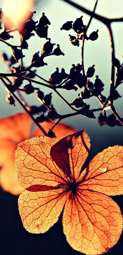 Orange blossoms with blurred background creates elegant floral silhouette.