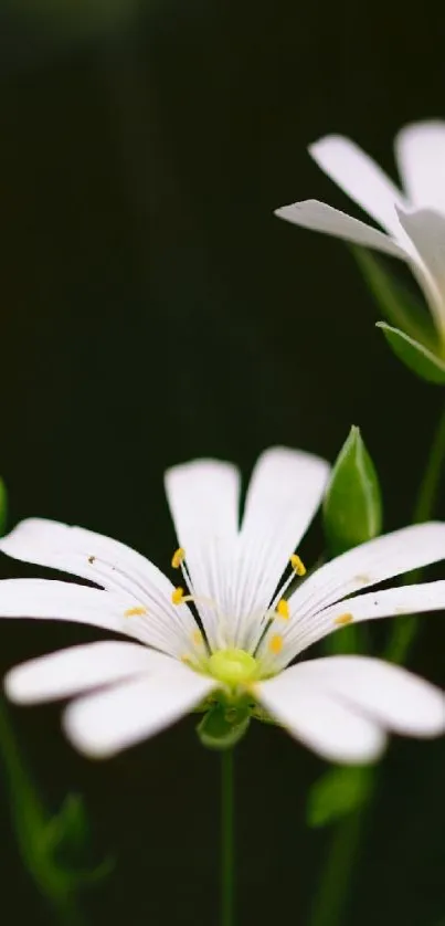 Elegant white flowers on dark green background wallpaper.