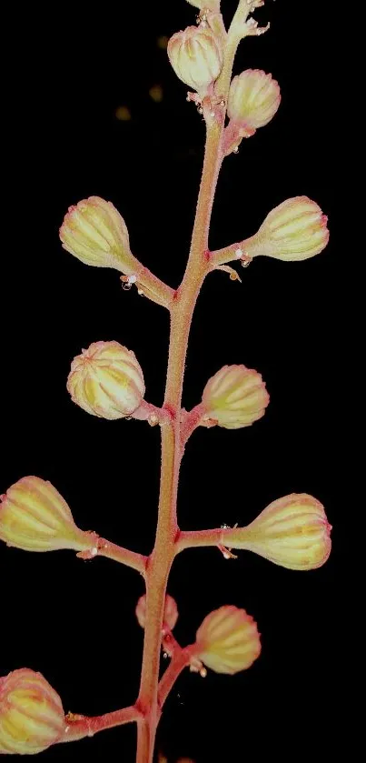 Elegant floral stem against a dark background, showcasing nature's beauty.