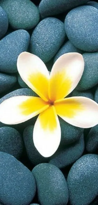 White and yellow flower on smooth blue stones.