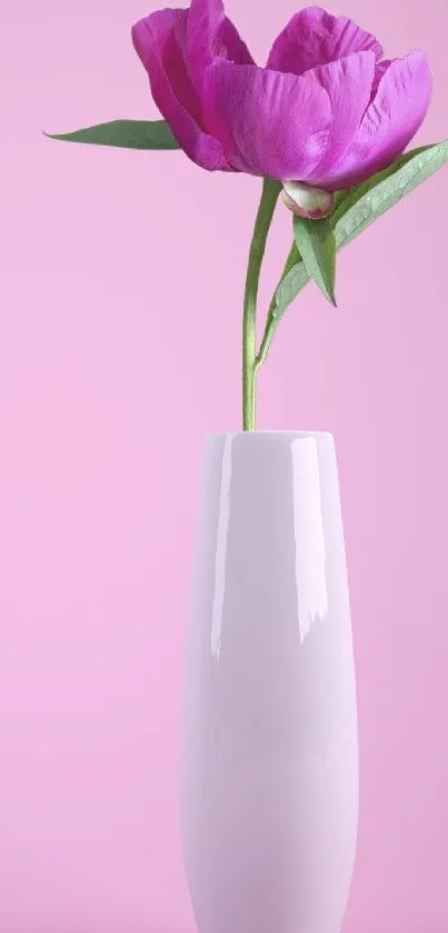 Vibrant pink flower in a sleek white vase against a soft pink background.